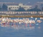 ألمانيا تواجه إنفلونزا الطيور H5N1: إعدام 400 ألف طائر ومخاوف صحية عاجلة - المهجر نت