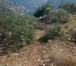 شجرة الزيتون الفلسطينية: كشف الصدام الصادم مع الاحتلال الإسرائيلي - المهجر نت