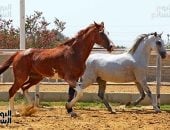 بطولة حائل الدولية لجمال الخيل العربية: انطلاق نسخة صادمة بمشاركة عالمية - المهجر نت