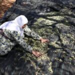 الجيش الإسرائيلي يوقف نشطاء يساريين في بورين ويثير جدلاً حول قطف الزيتون - المهجر نت