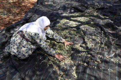 الجيش الإسرائيلي يوقف نشطاء يساريين في بورين ويثير جدلاً حول قطف الزيتون - المهجر نت