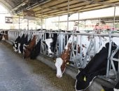 غازات الأبقار: كشف الجدل الدولي حول فشل ضريبة الميثان وتأثيرها على الزراعة - المهجر نت