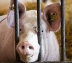 حمى الخنازير في إسبانيا: تحقيق صادم حول احتمال تسرب الفيروس من مختبر - المهجر نت